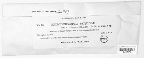 Hypodermopsis sequoiae image